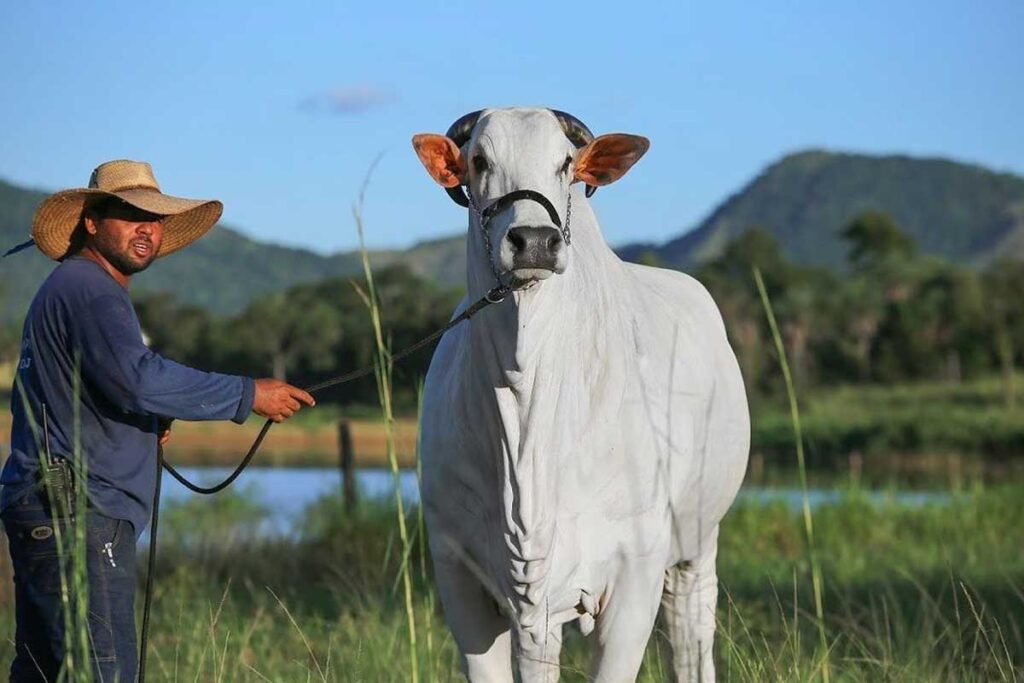 A dupla sertaneja Henrique e Juliano faturam milhões com venda de Gado Nelore